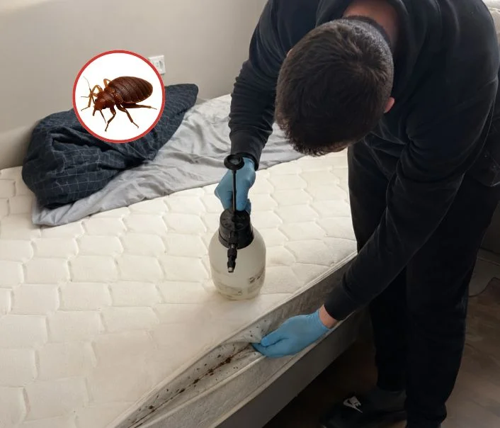 Technicien traitant un matelas contre les punaises de lit à Survilliers